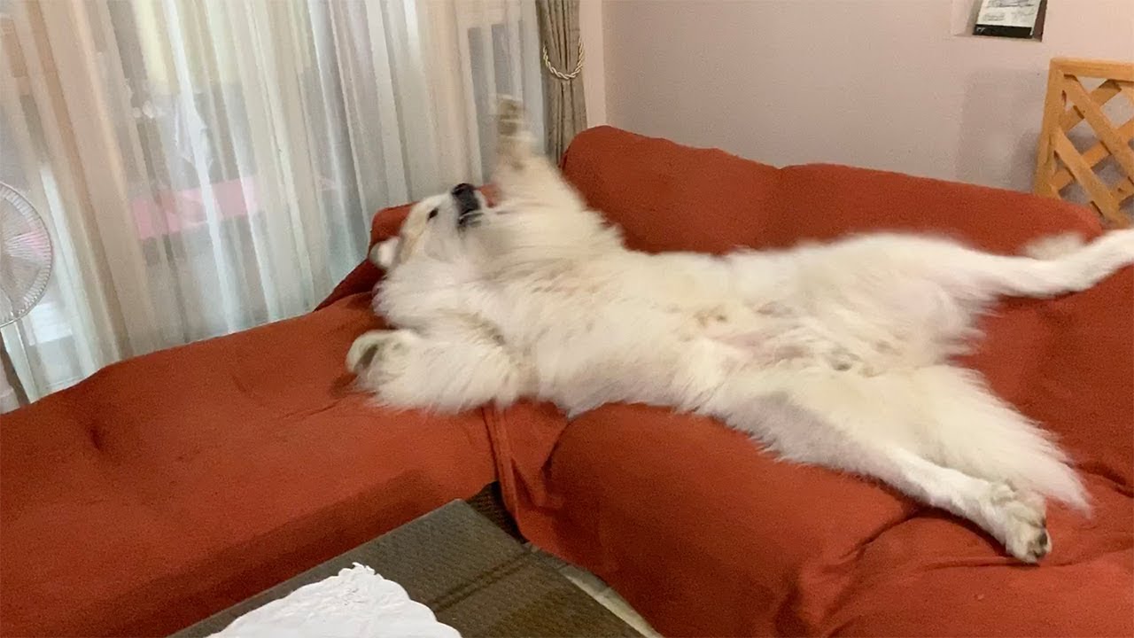 フカフカ感がすごい ダイソーのペットベッドに愛犬も満足