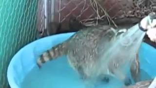 а в душе я танцую (вариант енота) а в душе я танцую (вариант енота)