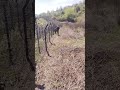 #attitudedialoguestatu #army #lifeisbutadream #shorts #viralshorts #nature #viral