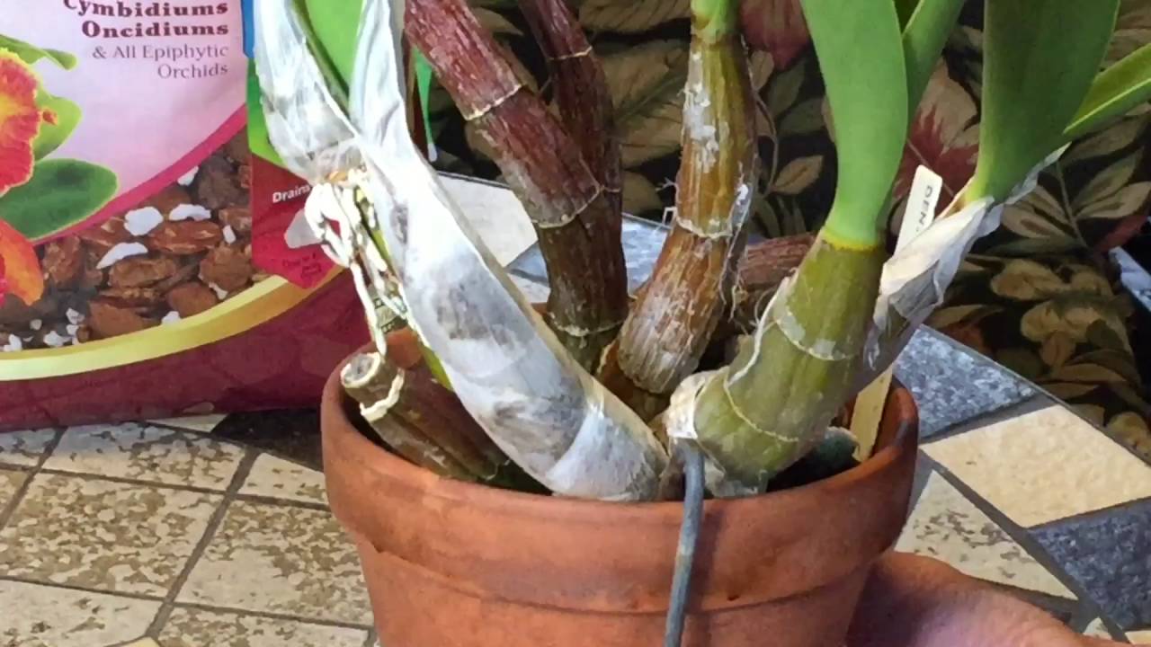 Отделение детки орхидеи Дендробиум. Dendrobium Speciosum. Австралийский дендробиум - король орхидей!