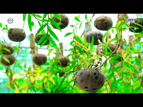 Chậu gáo dừa trồng lan độc đáo của cô giáo Xứ dừa I Khởi nghiệp xanh I BSA Channel | Foci