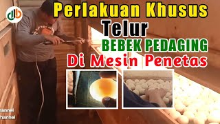 TUTORIAL CARA MENETASKAN TELUR BEBEK