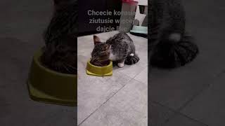 muj kot