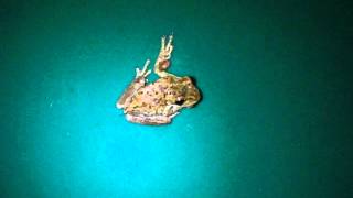 Froggies In The Recycle Bin