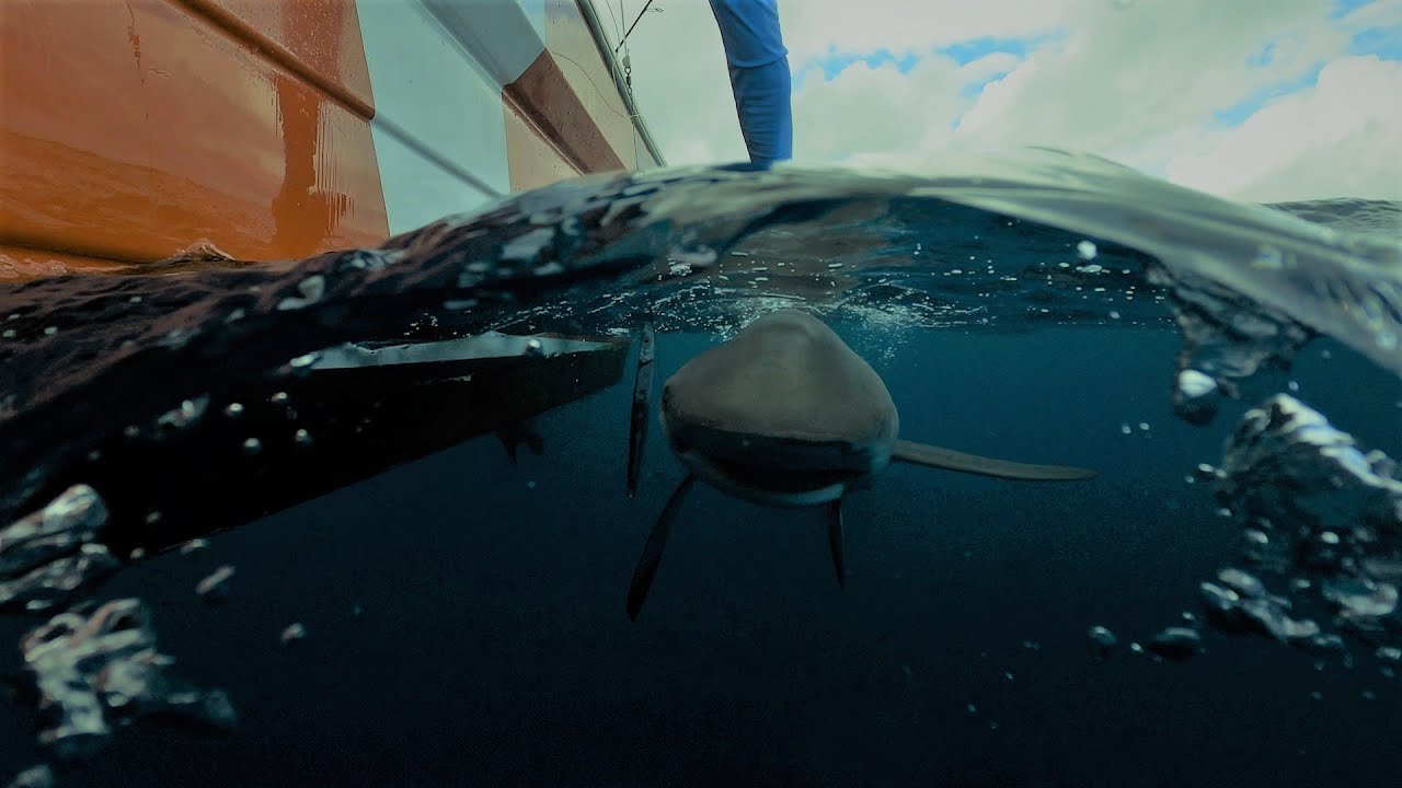 PESCA con CARNADA en PLAYA DEL CARMEN  | Mi Primer Tiburon