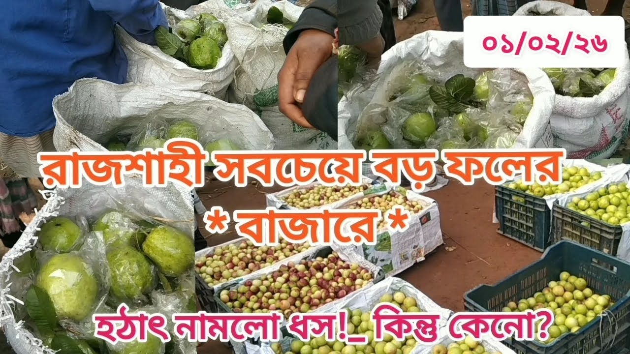 রাজশাহীর সবচেয়ে বড় ফলের পাইকারি বাজার – খড়খড়ী বাইপাস কাঁচাবাজার! হঠাৎ পেয়ারা ও কুলের বাজারে ধস!