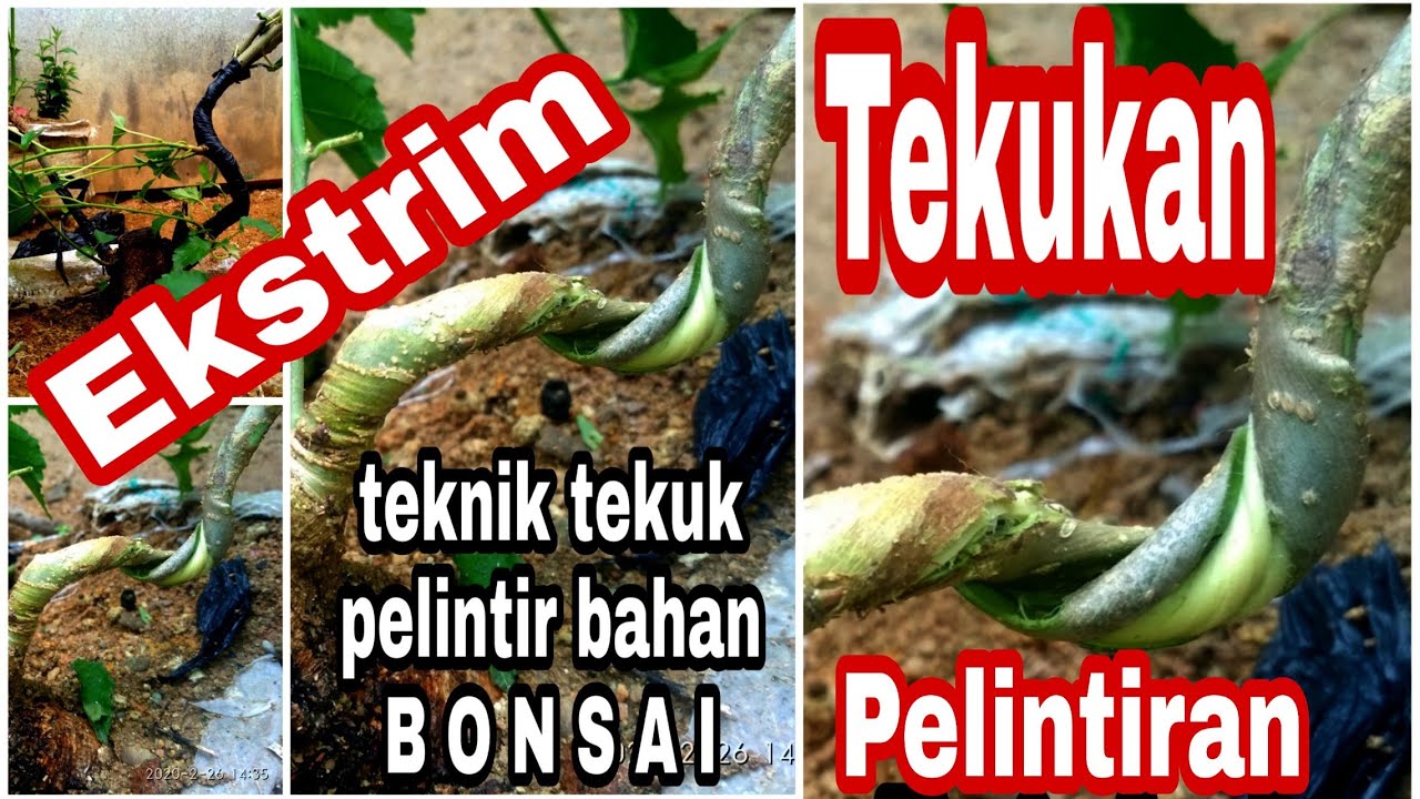 Tekuk pelintir bonsai murbei (morus alba)