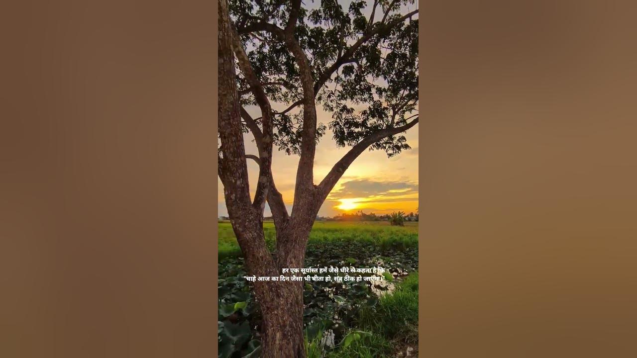 #21 #ytshorts #goldensky #sunset #therapy #song #sunsetview