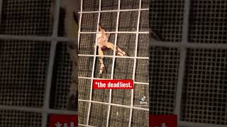 The Brazilian Wandering Spider, Aka, The Erection Spider