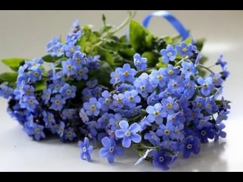Незабудки - посадка и уход