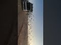 حمام الزاجل نادي مشتل الصافي جهاز الميكا سستم البصره حمام الزاجل نادي مشتل الصافي جهاز الميكا سستم البصره
