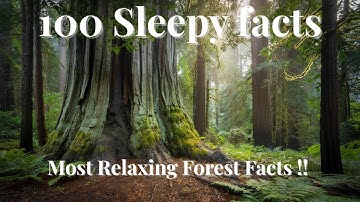 The Most Relaxing Forest Facts to Fall Asleep To — Dreamy Science