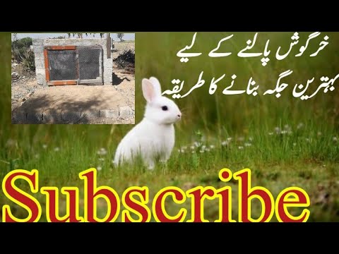 Rabbit&rsquo;s setup 🐇🐰 خرگوش پالنے کے لیے بہترین جگہ بنانے کا طریقہ