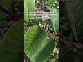 plant nursery malihabad lukhnow #fruit #shortfeed #shortvideos #plantnursery @theplantslant2431