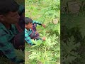 পেপে