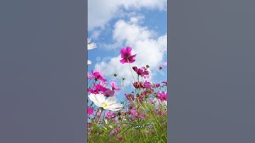 #القرآن_الكريم #الرحمن #سورة #new #religion