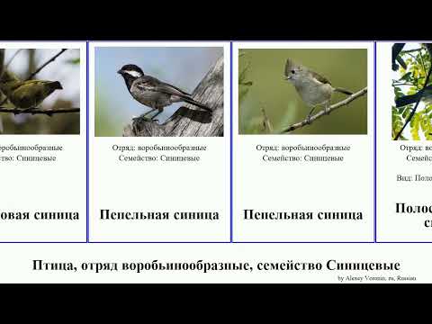 Птица, отряд воробьинообразные,