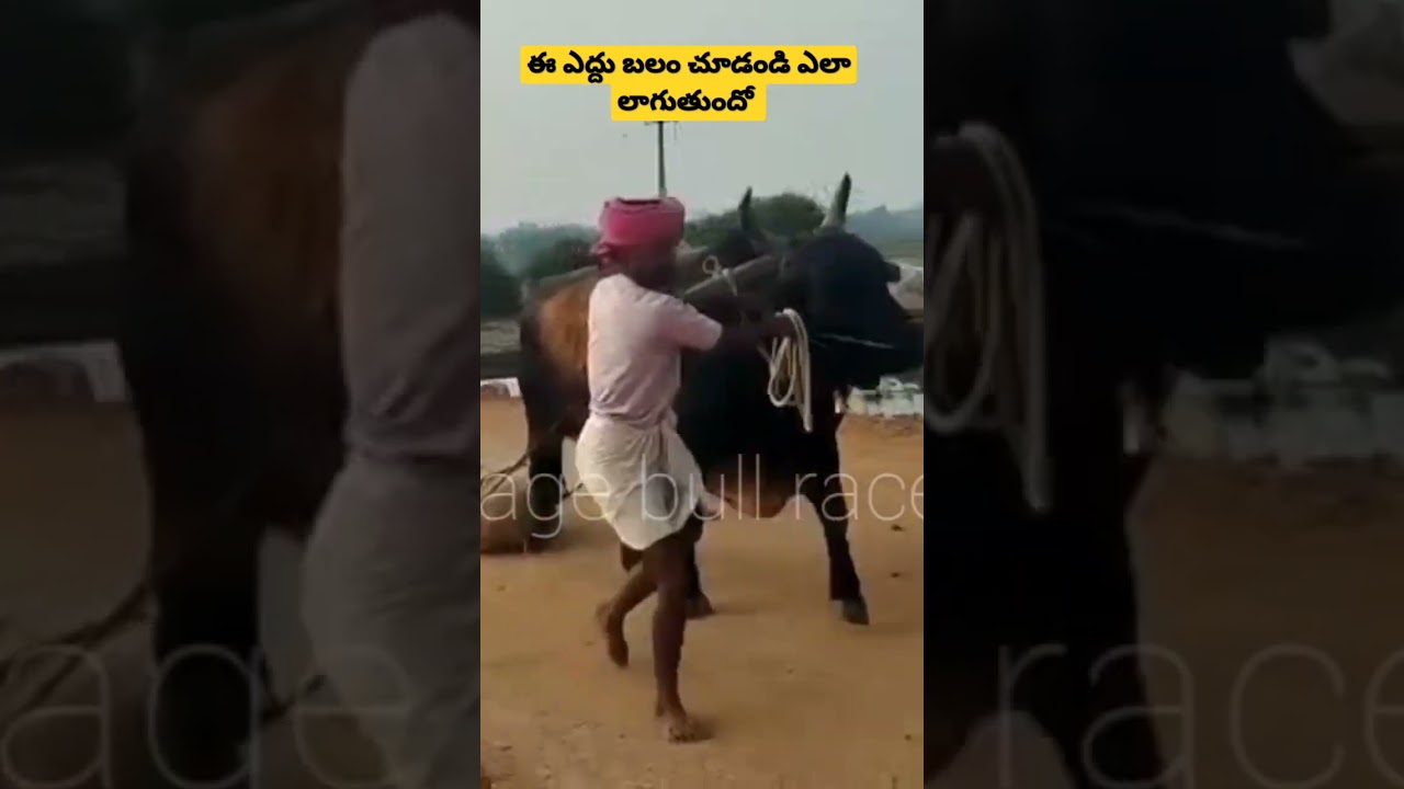 power of bull : single bull is pulling a stone 