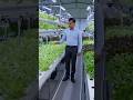 Hydroponics Farming 💧🌱 | Double Growth, Double Profit! 🚀