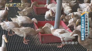 五金廠長變身神農 年產百萬顆益生菌鴨蛋20210925【台灣向錢衝】PART4