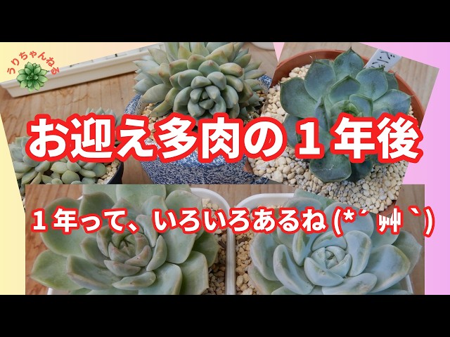 ご確認　多肉 多肉植物Ⅴlog363]お迎え多肉の1年後の様子です😊1年で、いろんな変化