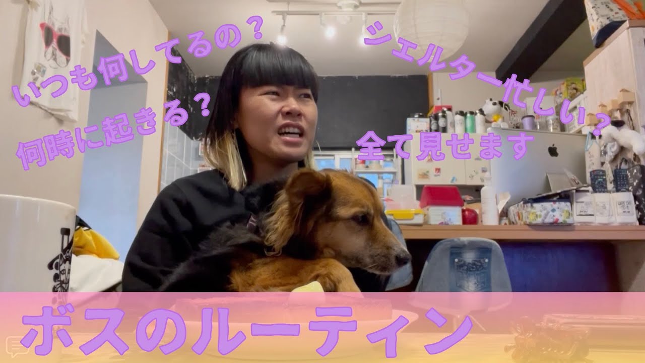 【保護犬】ボスのルーティン!全て見せます!1日の全て