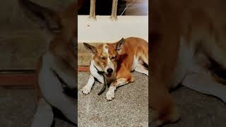 #dog #shortsfeed #viral #viralvideo #saiyaara
