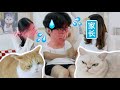 18岁弟弟偷带女友来我家撸猫，一不小心“见家长”了？！｜花花与三猫 Cat Live thumbnail