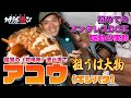 【波止場でキジハタ】アンタレスDCMDで初の実釣。驚きです!【地球遊び 232】