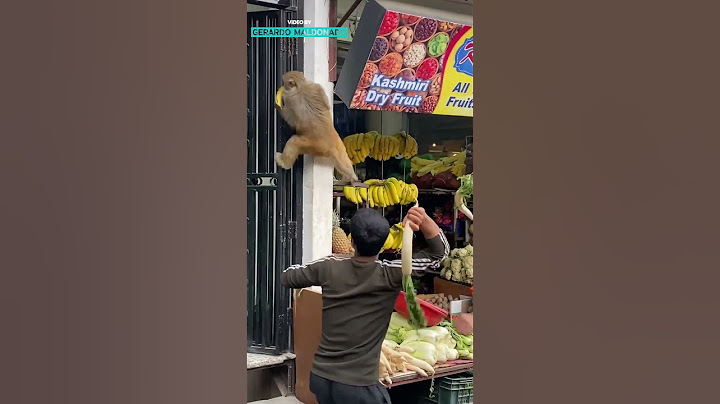 Monkey Steals A Banana