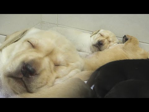 야무지게 주무시는 뽀시래기 다섯 마리 (❁´◡`❁) | 예비 안내견 힐링영상