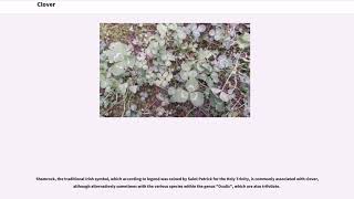 Clover