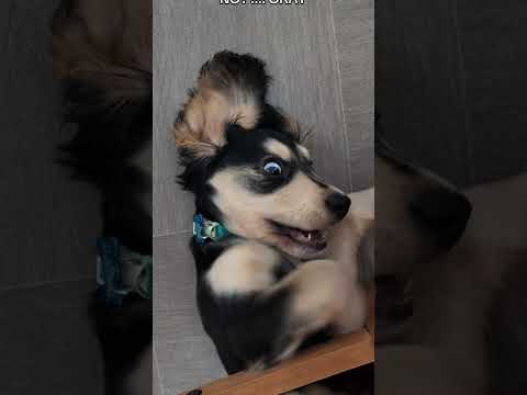 Just checking... #puppy #puppygram #cocker #cocker #puppylife #dogmom