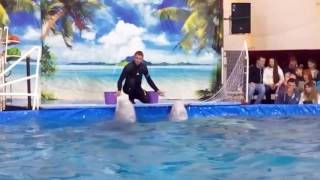 Российский дельфинарий в Молодечно