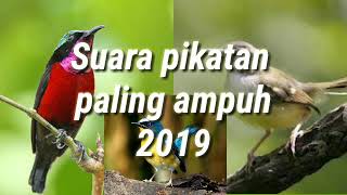 Suara pikatan paling ampuh 2019