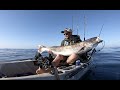 Catching the GHOST. 44 pound White Sea Bass from the kayak.