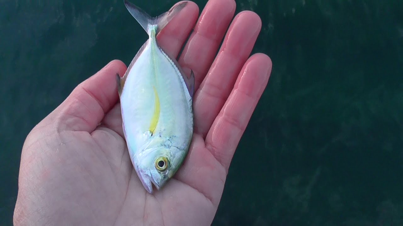 食べない魚や小さい魚はリリース願います 釣太郎ブログ