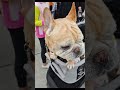 cute french bulldog