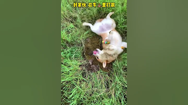 特意驱车一个小时，带这个家伙来大草原玩耍，结果整这么一出，这种情况你们还会要它吗？ - 天天要闻
