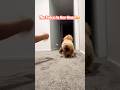 Play Time With Millie! #dog #cute #viral #shorts #adorable