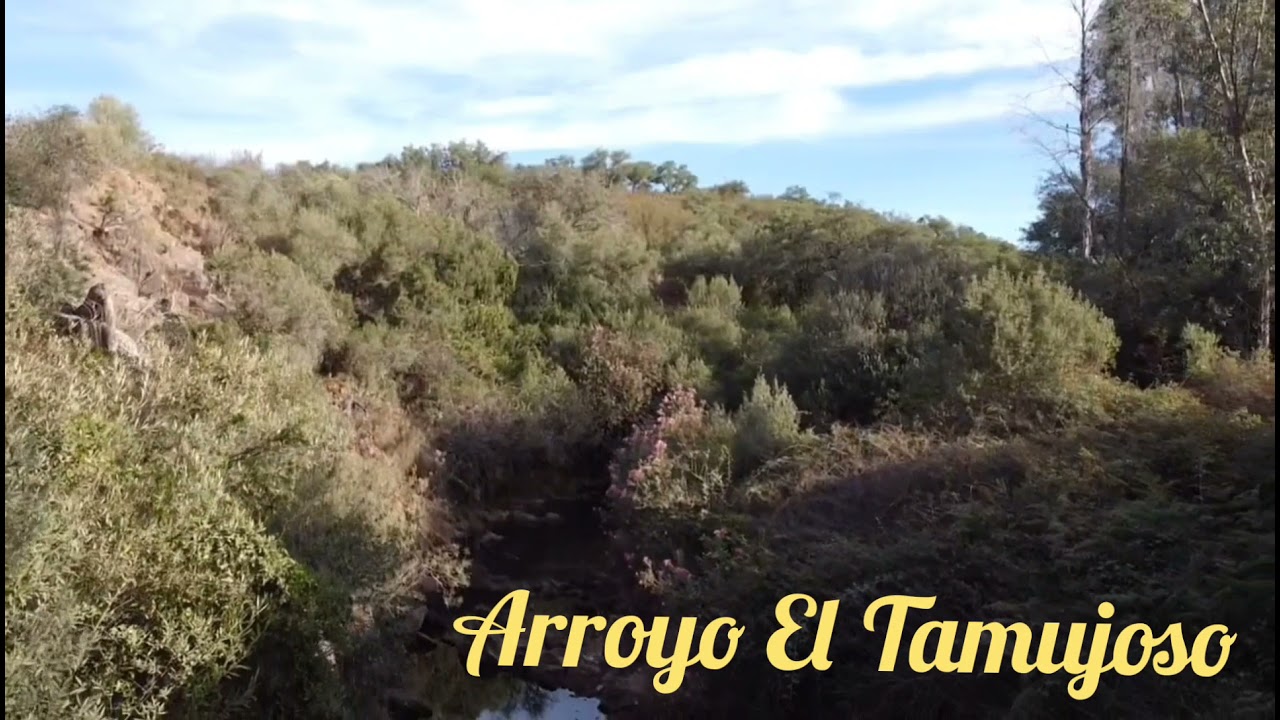 Arroyo el Tamujoso