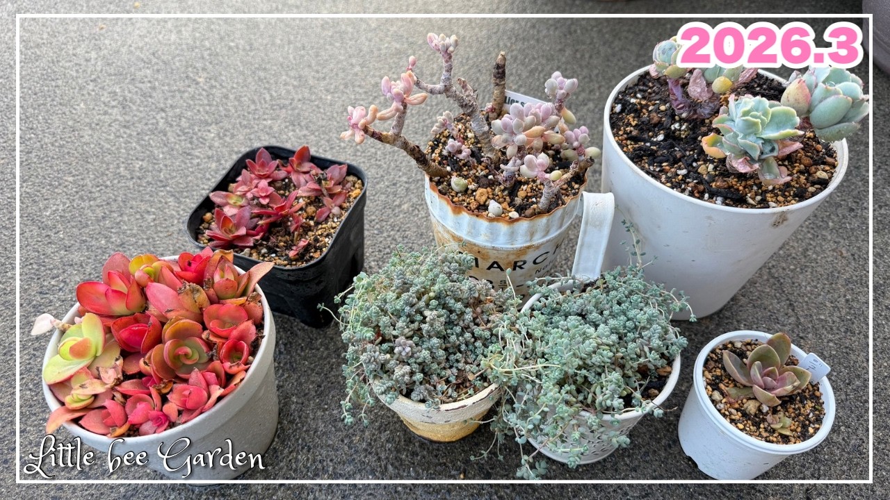 557] Reducing the number of potted plants you should do in March