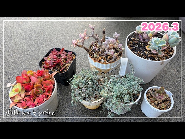 Mayu様　確認( ゜∀゜)つ　多肉植物 658 [Only 2 Tips] Only 2 tips, easy to mix yourself - YouTube