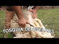 TOSQUIA DE OVELHAS 🐑