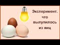 Заложили яйца в инкубатор. Выручил инкубатор для яиц почтой от производителя