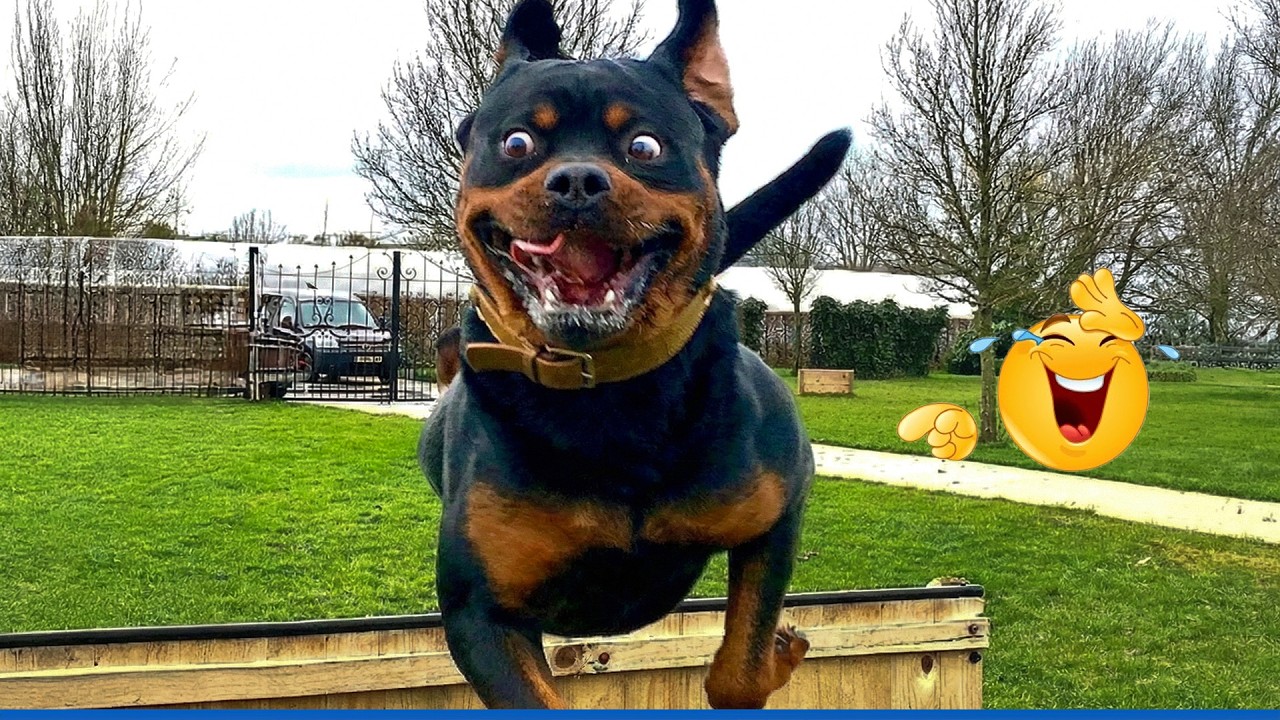 Super Funny Dog Video Clips  😹🐶 The Funniest Cat & Dog Moments Compilation 😁