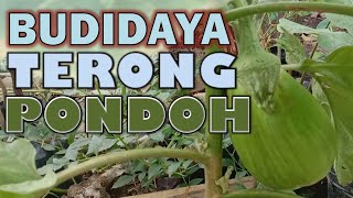 Budidaya Terong Pondoh Di Polybag