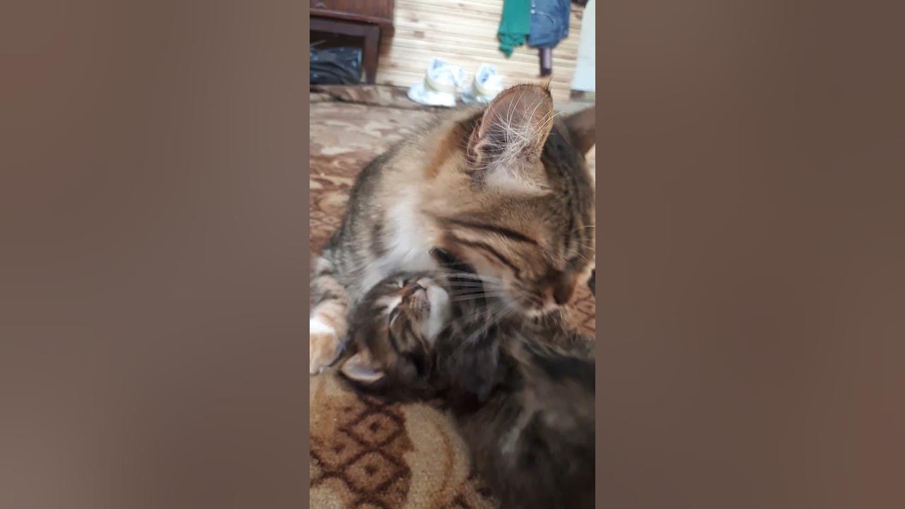 котяча мама - YouTube