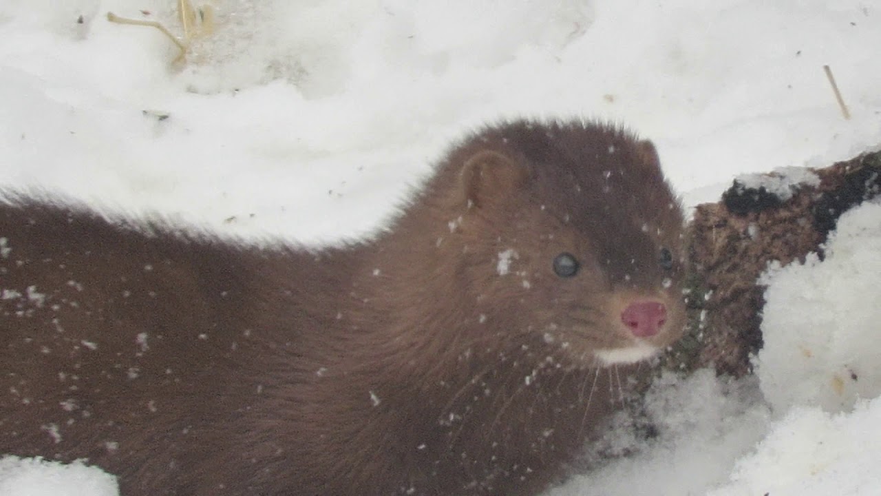What is this Mink digging for? YouTube