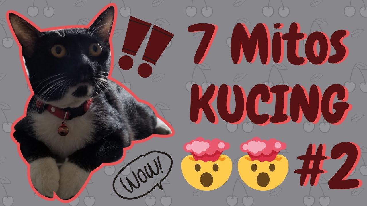 7 MITOS KUCING PART 2 - YouTube
